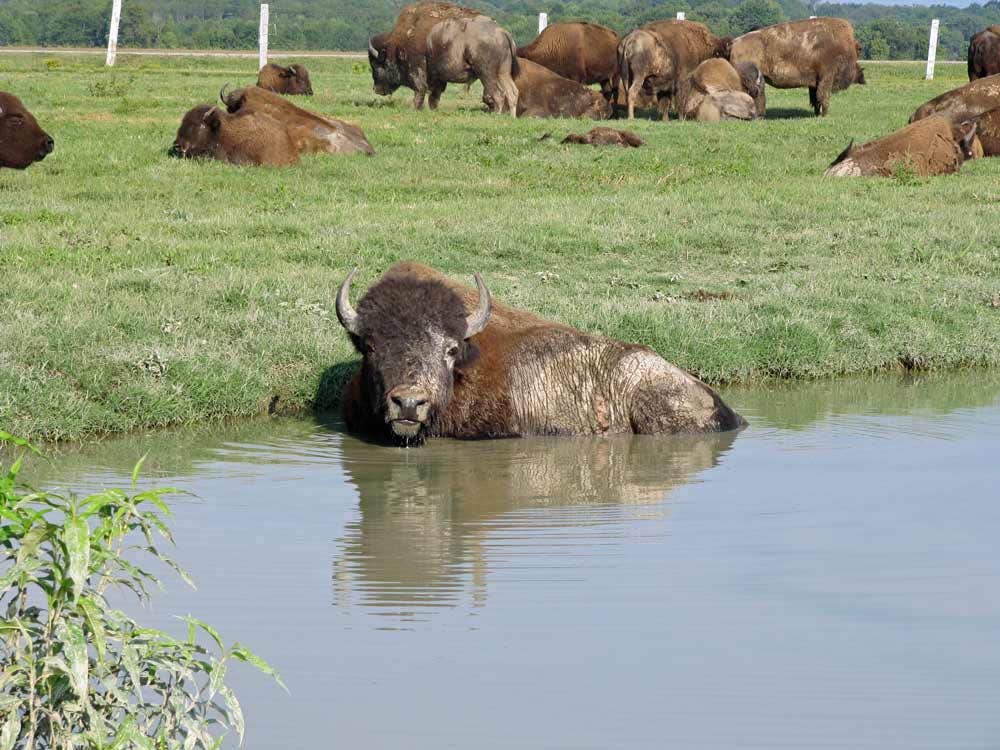 Camper-submitted photo at Agricenter RV Park near Bartlett, TN