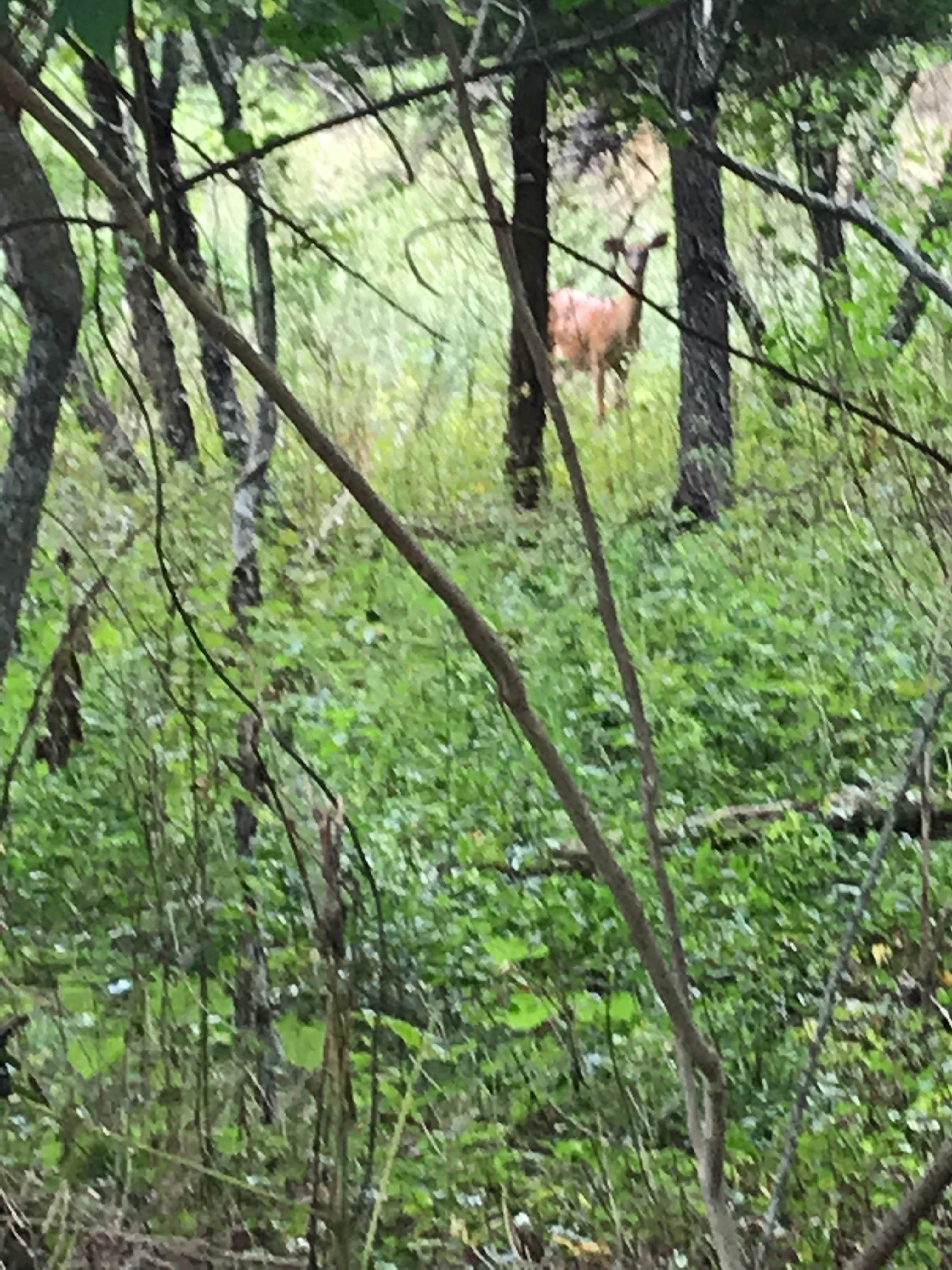 Camper submitted image from Indian Island County Park - 3