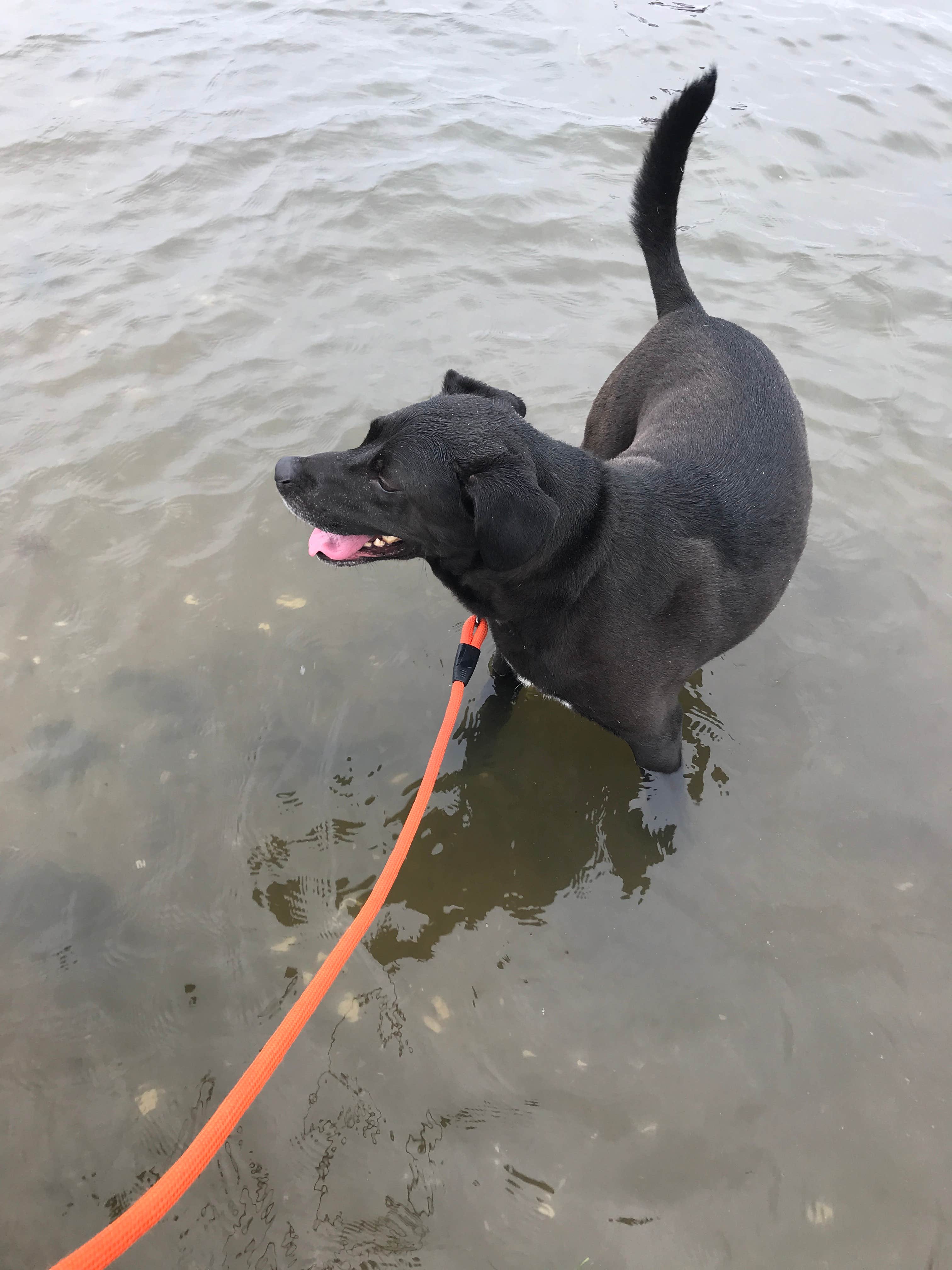 Gino D.'s photo of camping with pets at Indian Island County Park near Cutchogue, NY