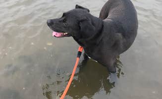 Gino D.'s photo of camping with pets at Indian Island County Park near Centerbrook, CT