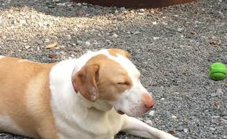 Michelle P.'s photo of camping with pets at Chattahoochee-Oconee/Morganton Point in Georgia
