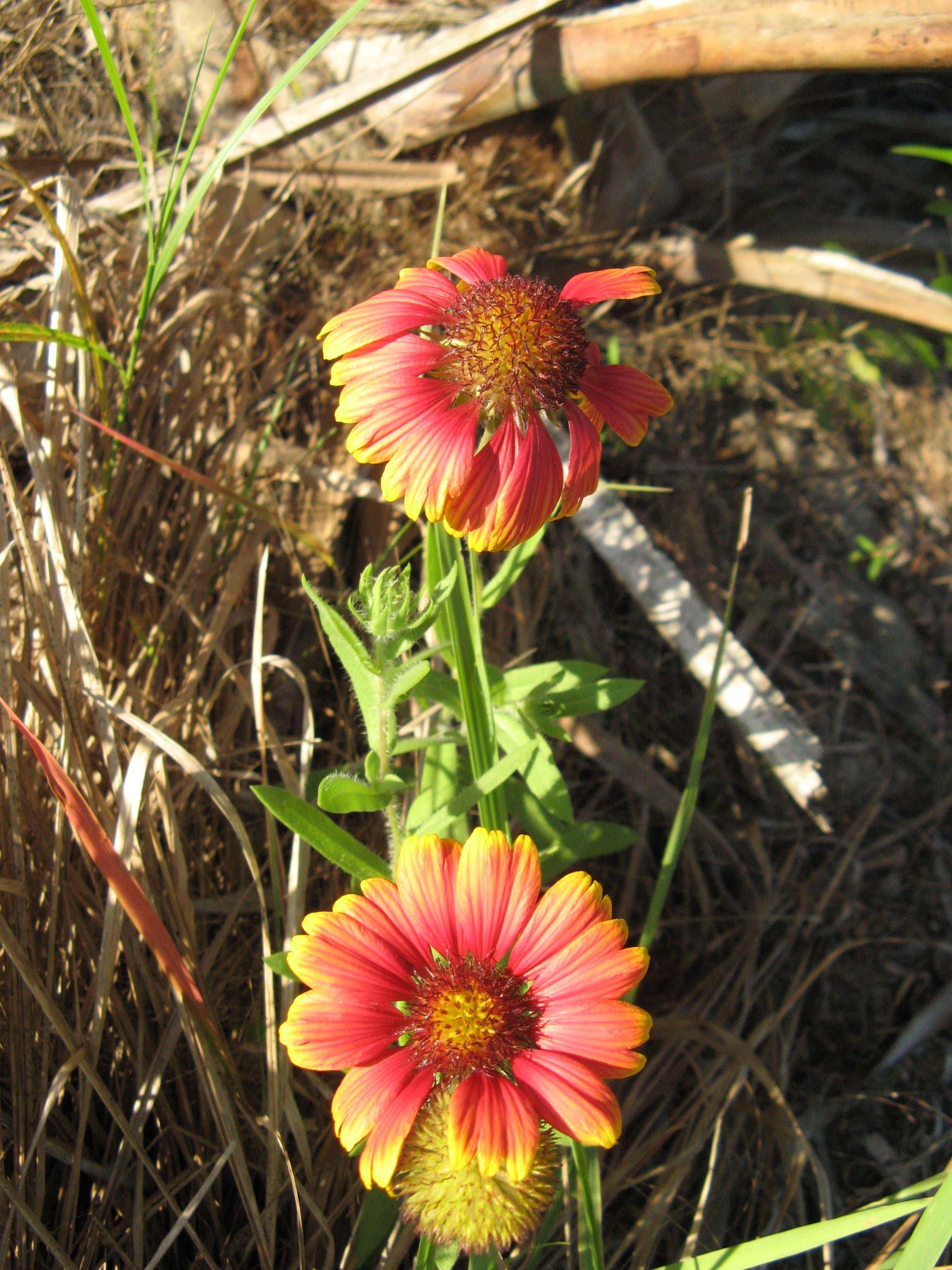 Camper submitted image from Flat Island Preserve - 4