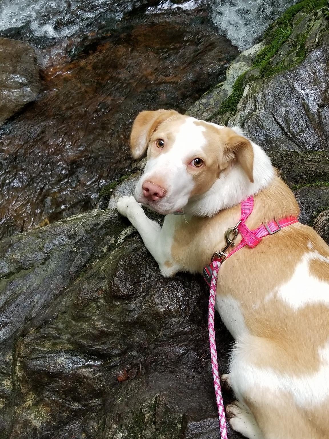 Pup loved hiking to laurel falls