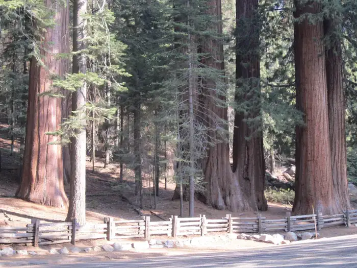 Camper-submitted photo at Dorst Creek Campground — Sequoia National Park - TEMPORARILY CLOSED near Hume, CA