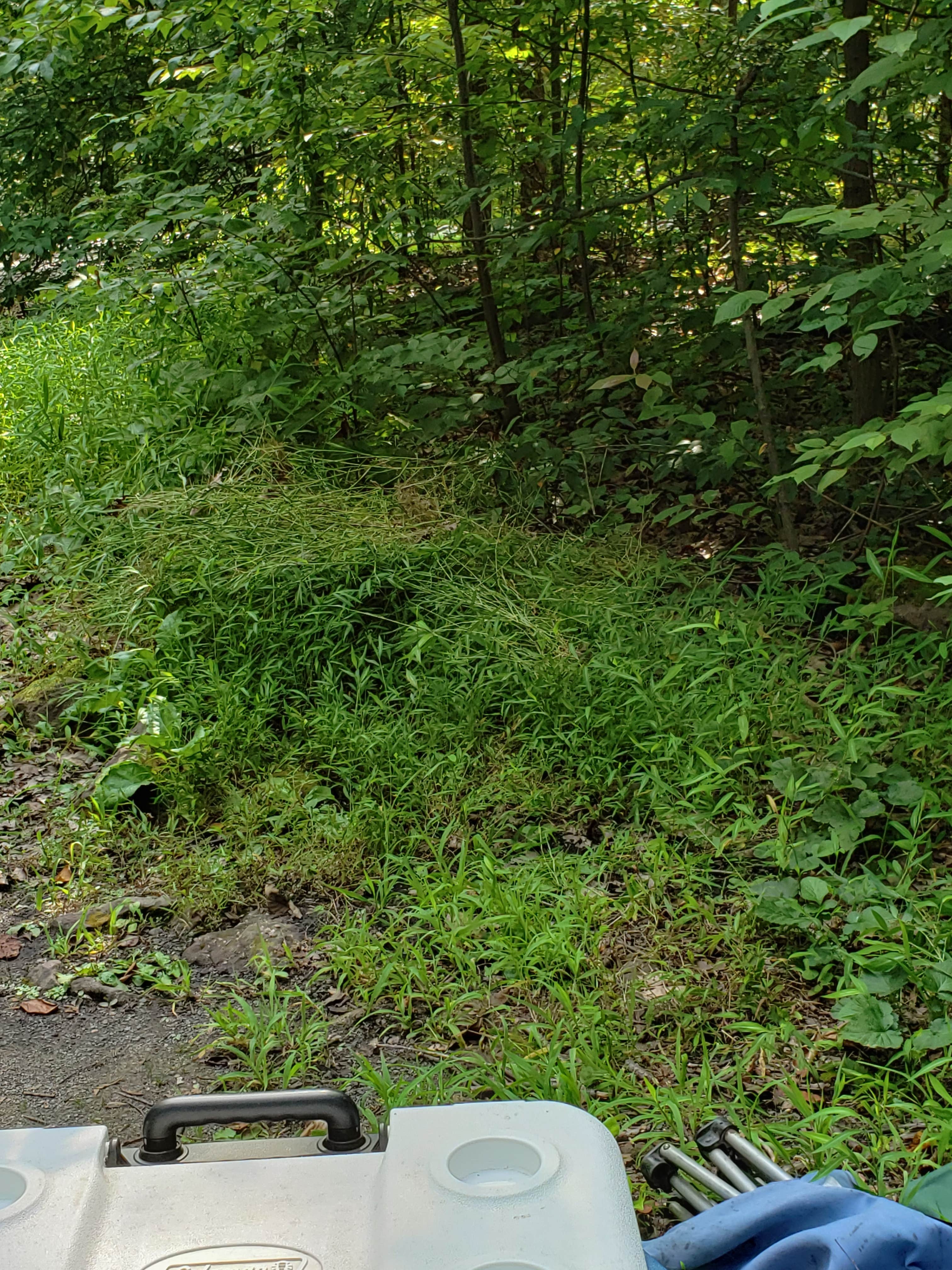 Camper-submitted photo at French Creek near Okanogan-Wenatchee National Forest