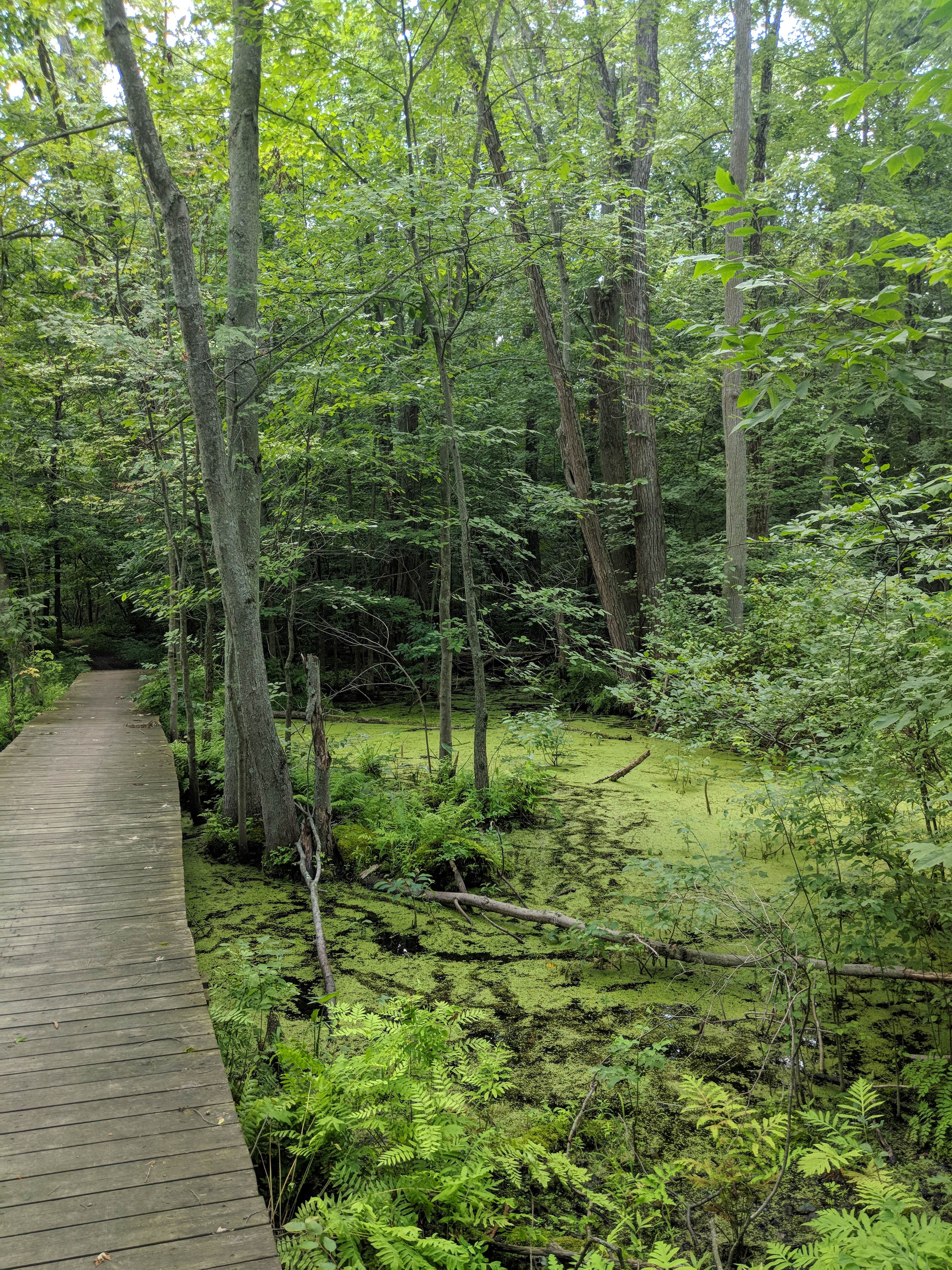 Camper-submitted photo at Potawatomi Rec Area near Augusta, MI