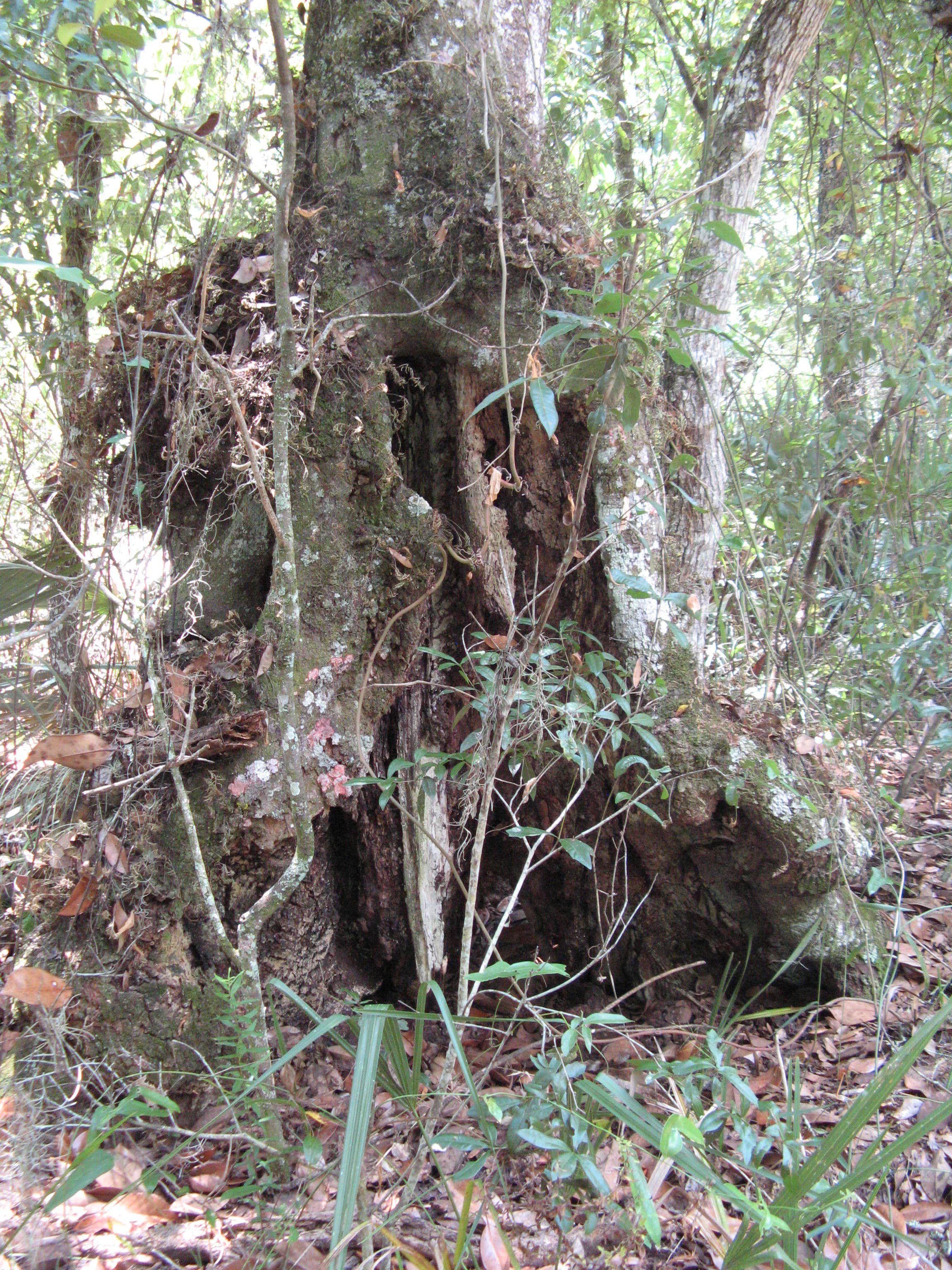 Camper submitted image from Flat Island Preserve - 2
