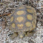 Review photo of Flat Island Preserve by Tracy L H., September 27, 2016