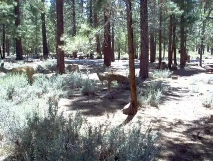 Camper-submitted photo at Logger Campground near Washoe Valley, NV