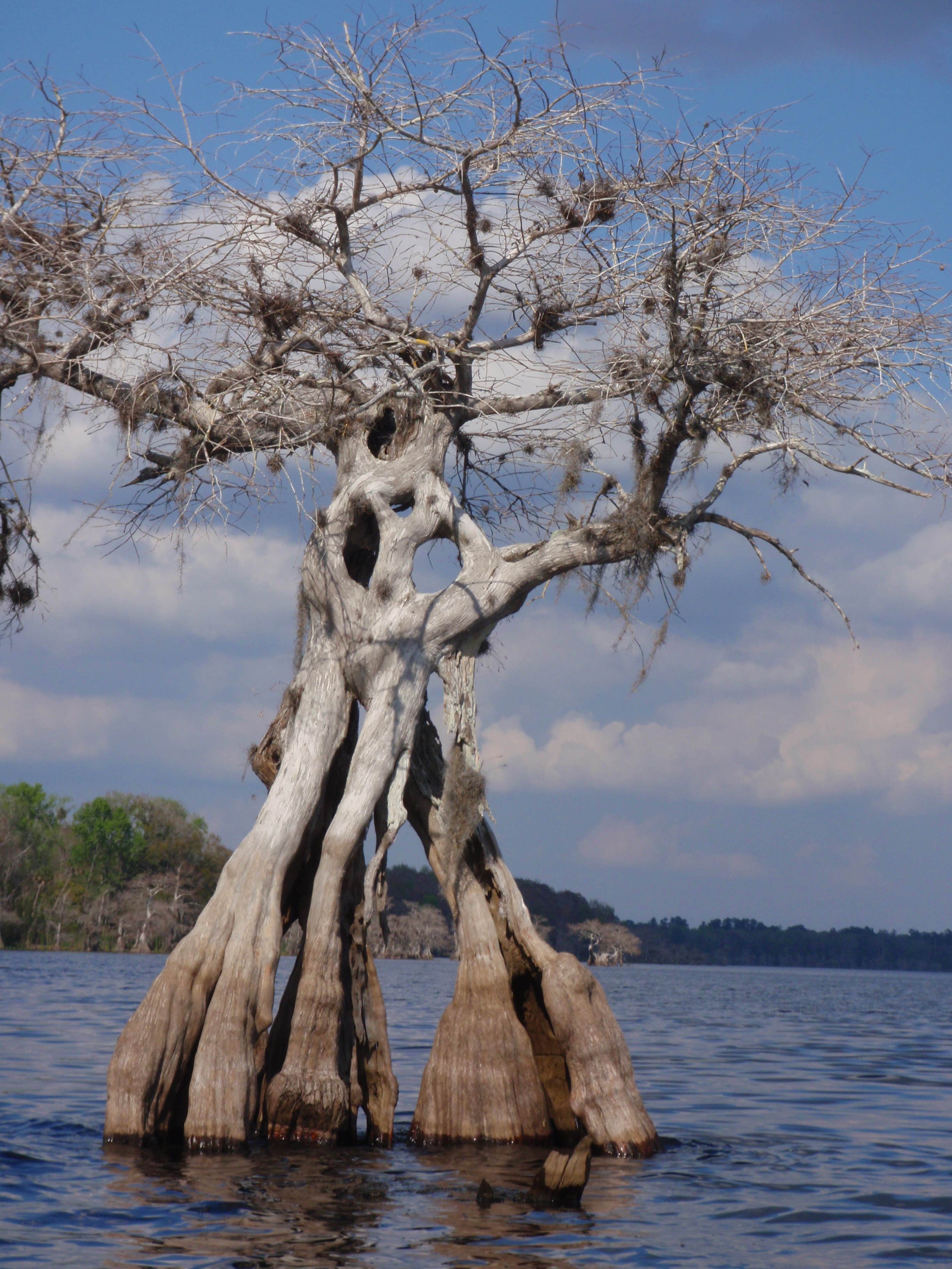 Camper submitted image from Lake Norris Conservation Area - 2