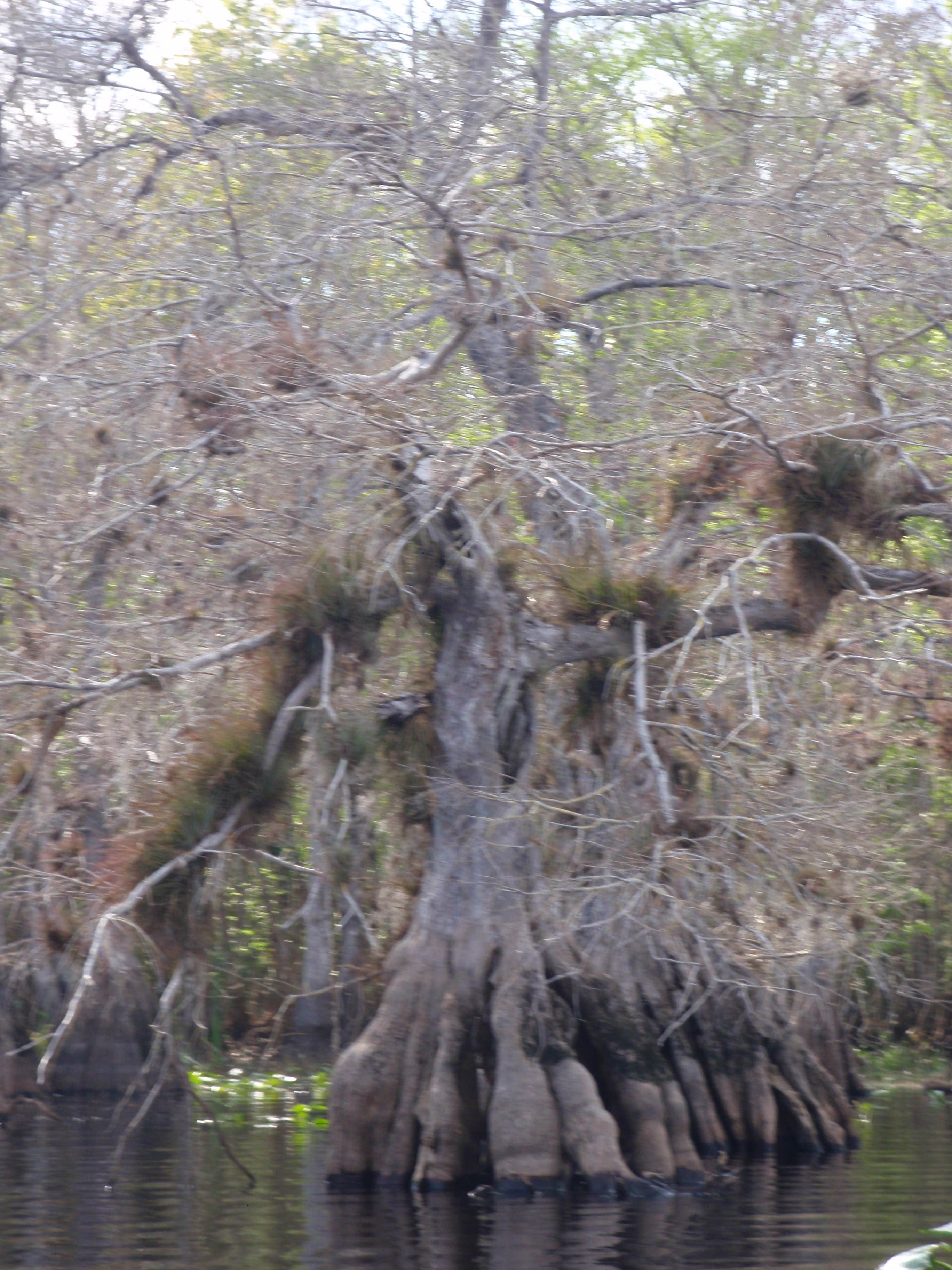 Camper submitted image from Lake Norris Conservation Area - 3