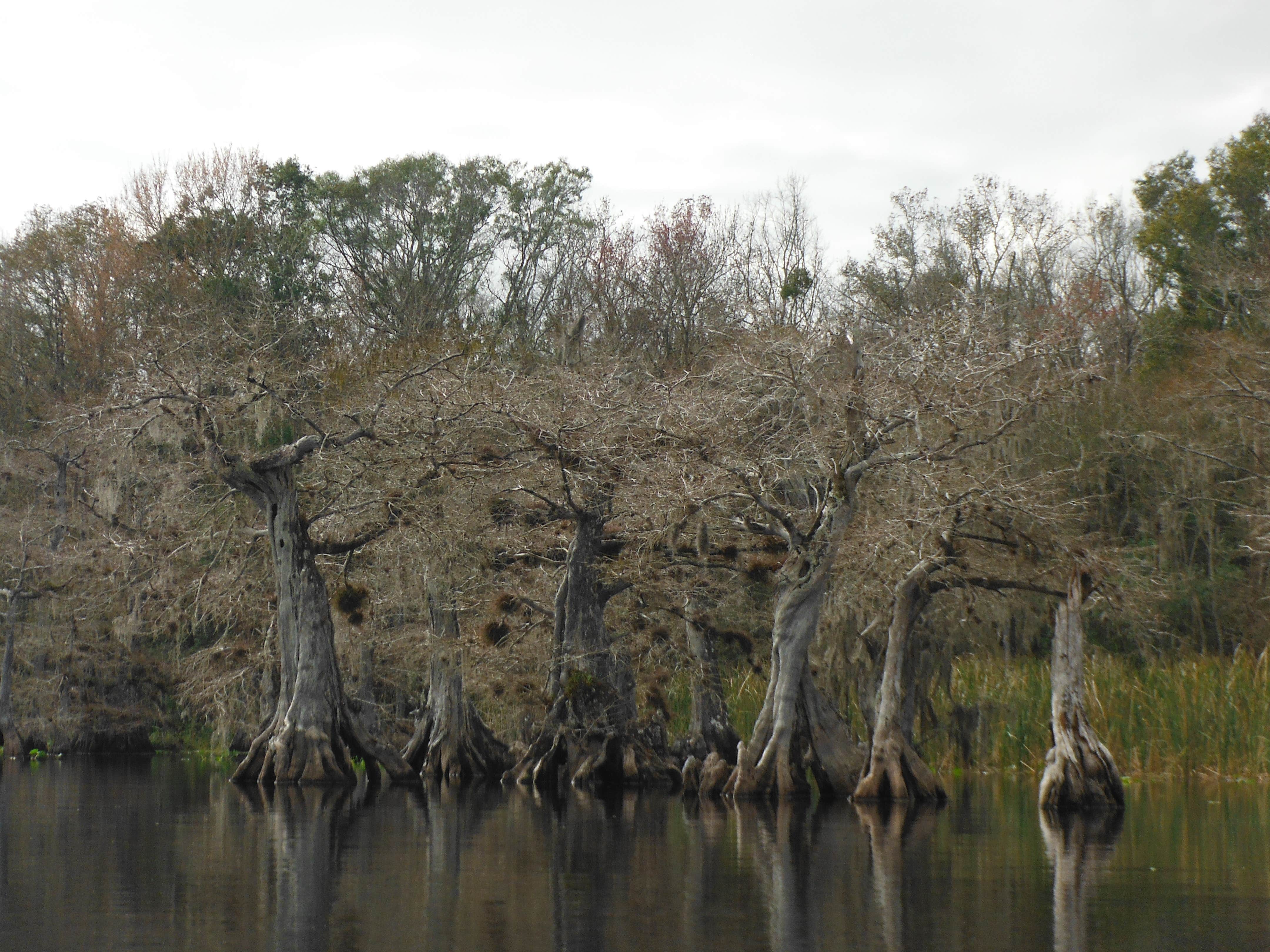 Camper submitted image from Lake Norris Conservation Area - 1