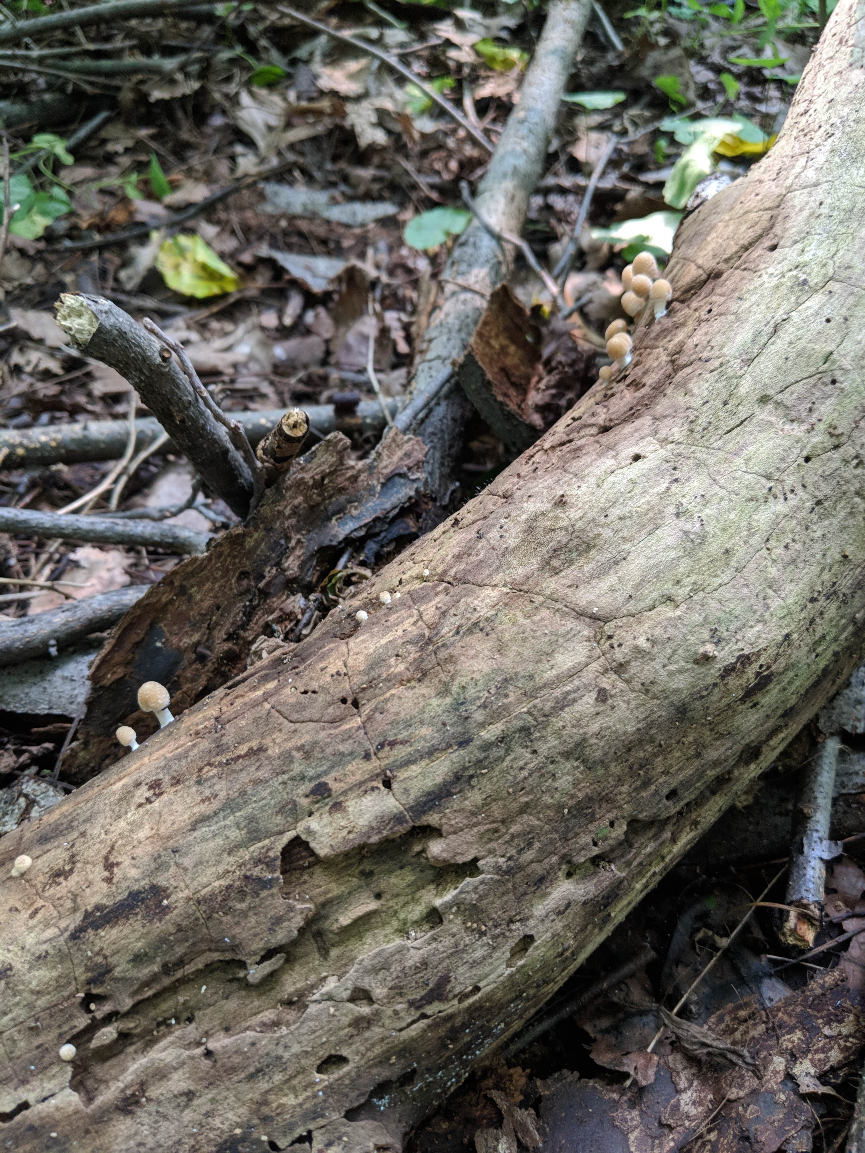 Camper-submitted photo at Popple Campground — Sleeping Bear Dunes National Lakeshore near Maple City, MI