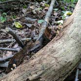 Review photo of Popple Campground — Sleeping Bear Dunes National Lakeshore by Max O., August 22, 2019