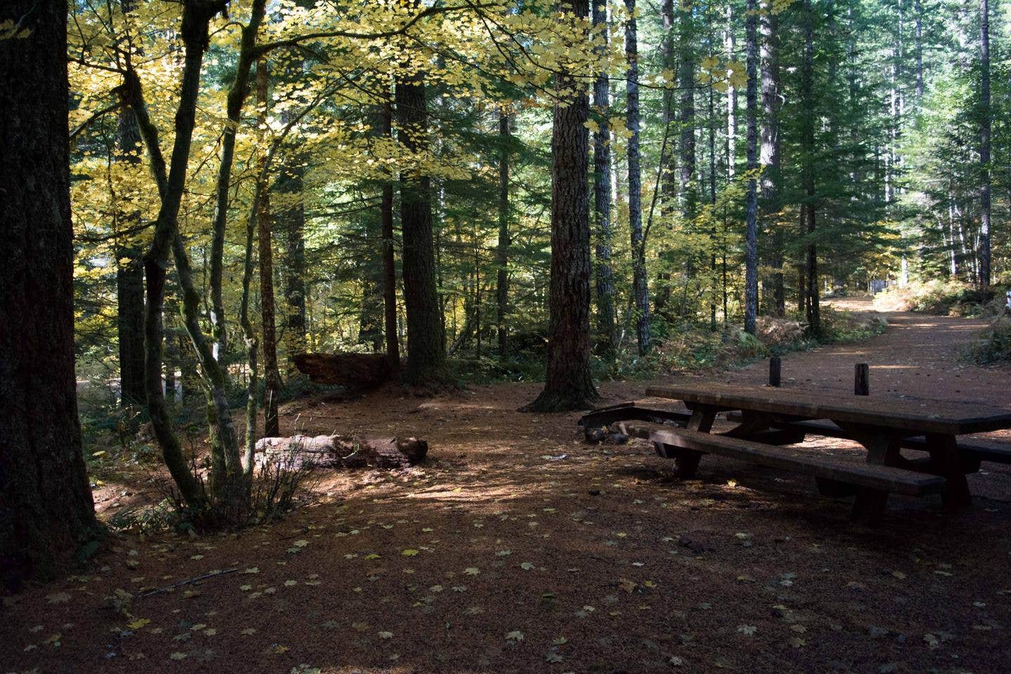 Lower Falls Campground in fall



Credit: Gifford Pinchot National Forest