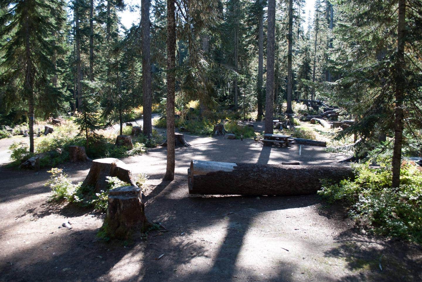 Best Campgrounds near Packwood, WA