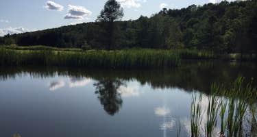 Moonlit Pond