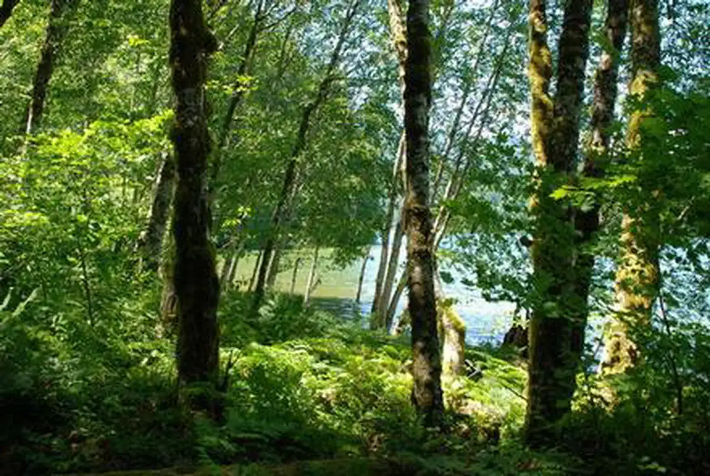 Camper-submitted photo at Cove Creek near Gates, OR