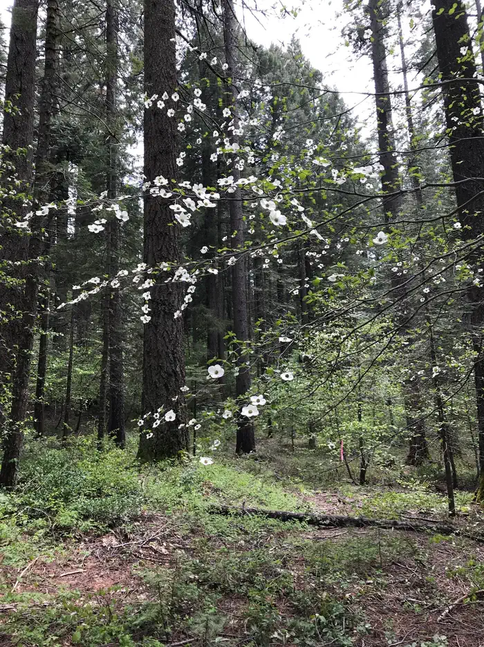 Camping near White Cloud: Skillman, Washington, California