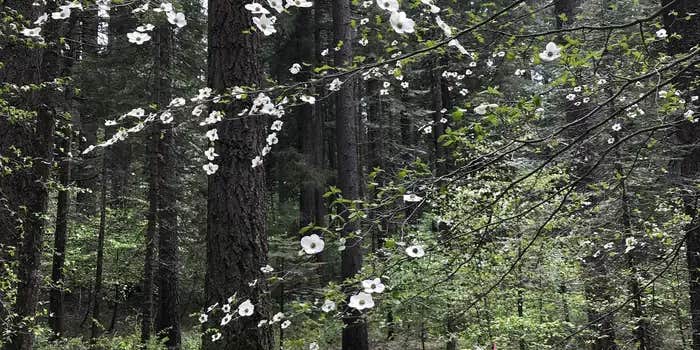 Camper submitted image from Skillman