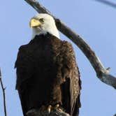 Review photo of Chattahoochee Bend State Park Campground by Jan P., August 22, 2019