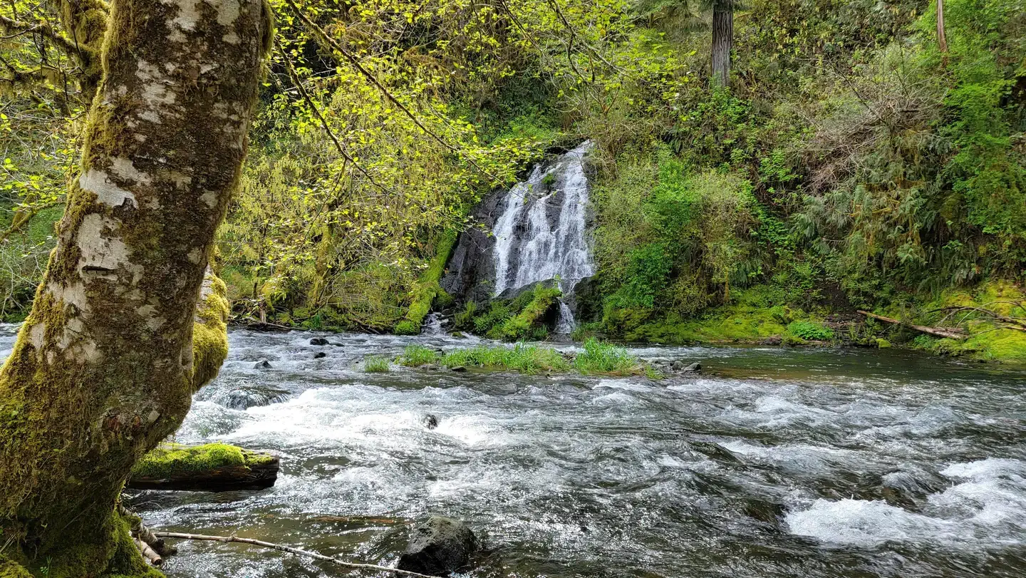 Camper-submitted photo at Alder Glen Recreation Site near Willamina, OR