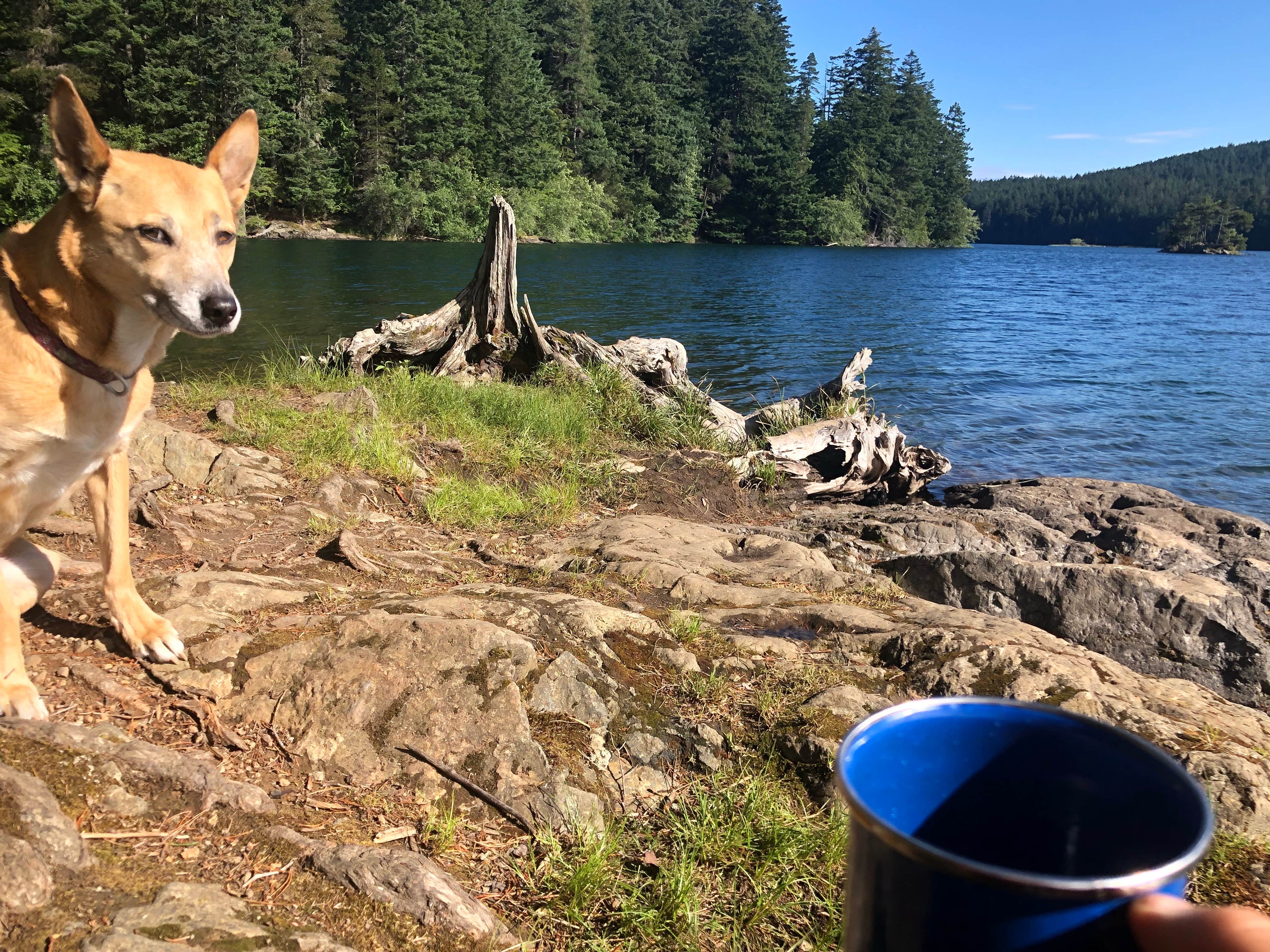 Tonya L.'s photo of camping with pets at Mountain Lake Campground — Moran State Park near Bellingham, WA