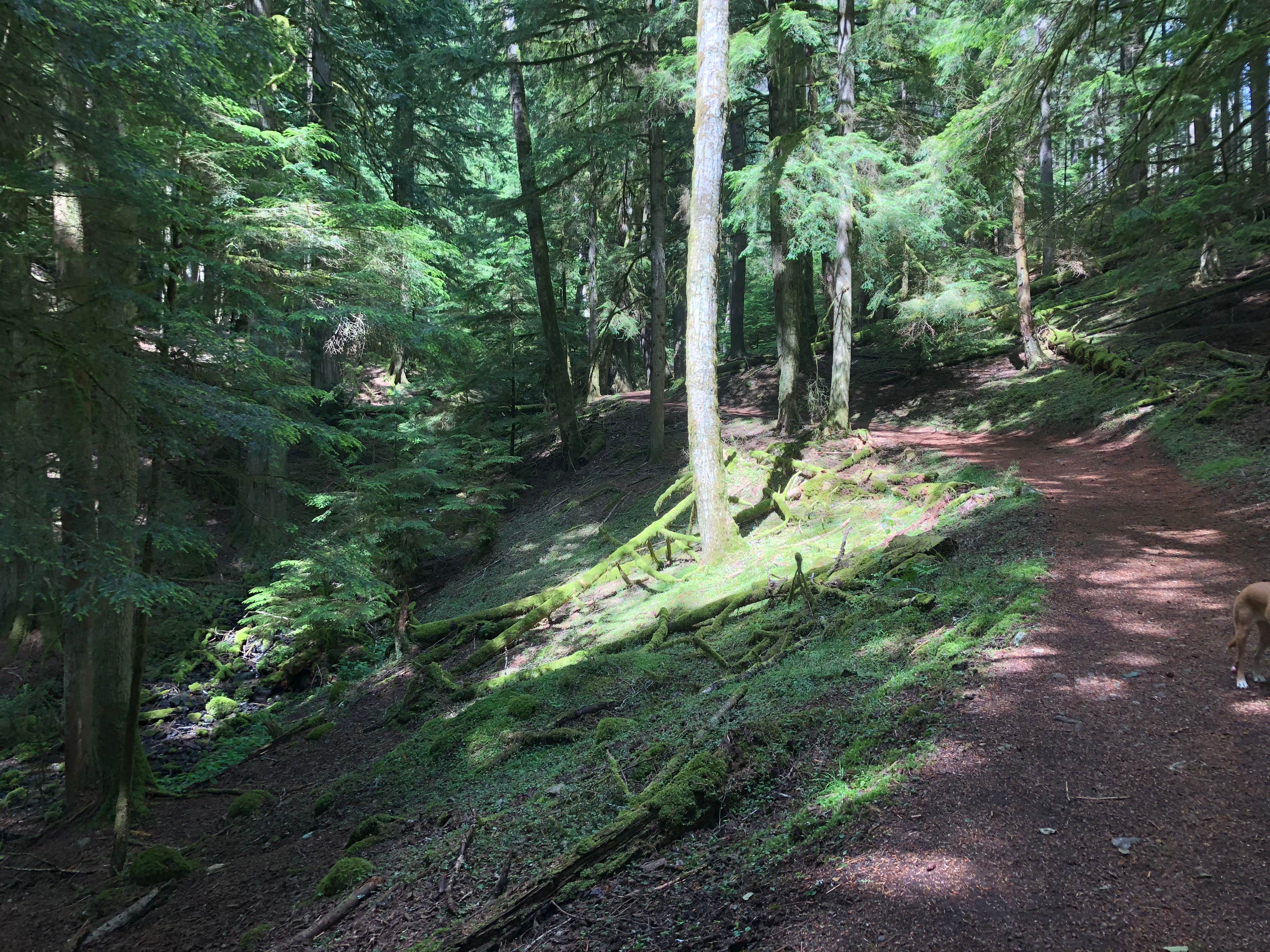 Camper-submitted photo at Mountain Lake Campground — Moran State Park near Ferndale, WA