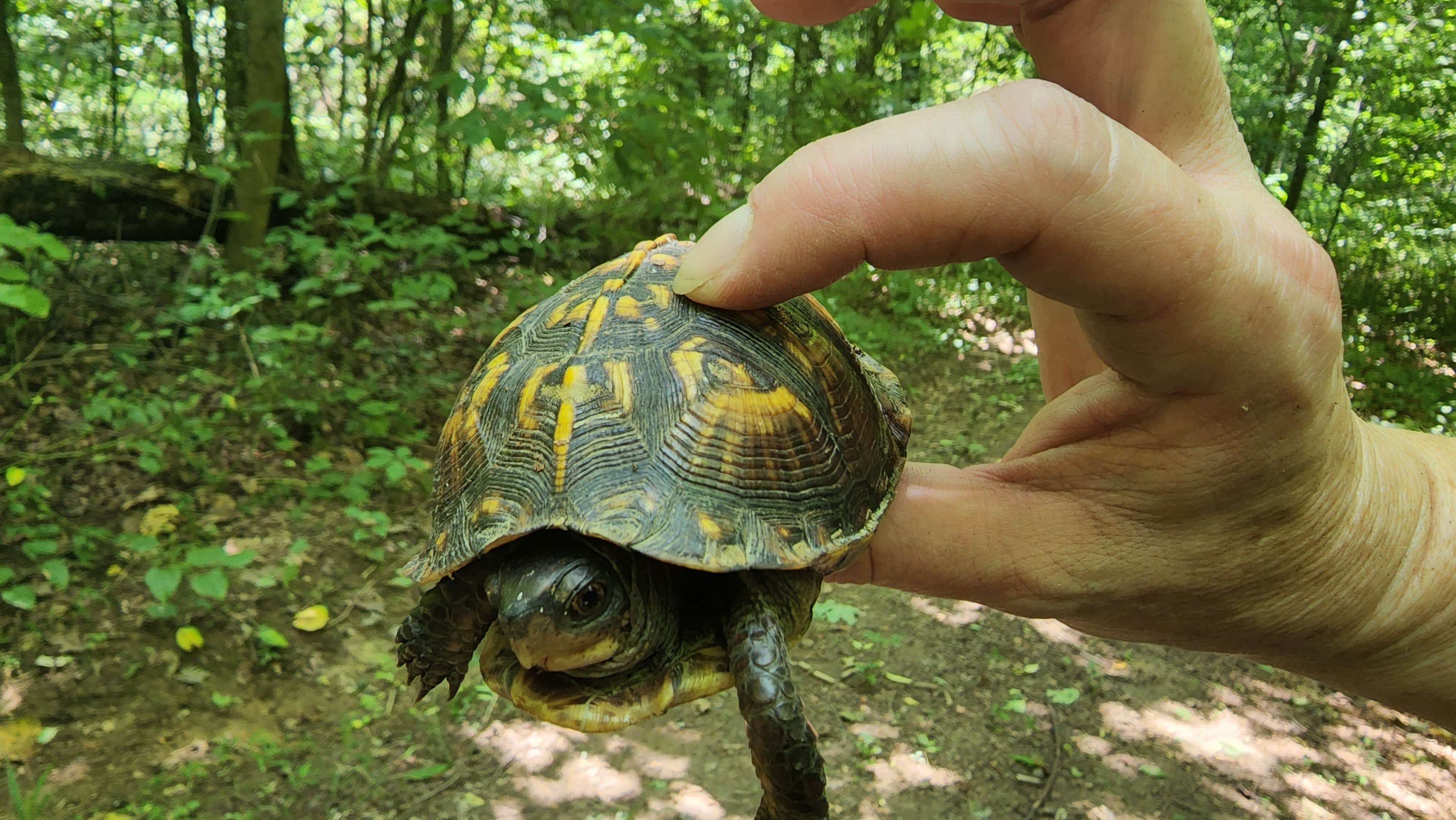 Camper submitted image from Trothwood Forest - 2