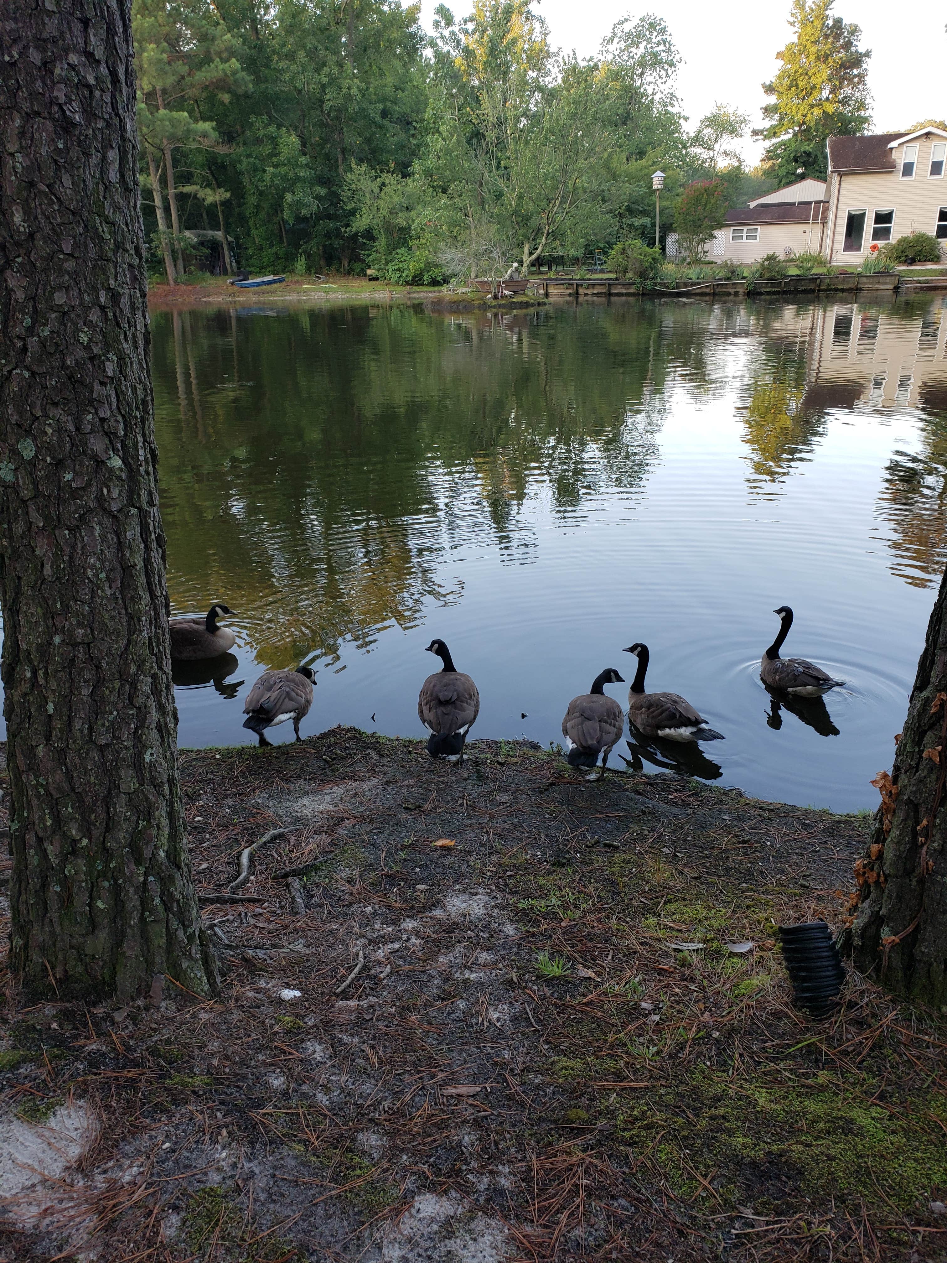 Camper submitted image from Lake Somerset Campground - 1