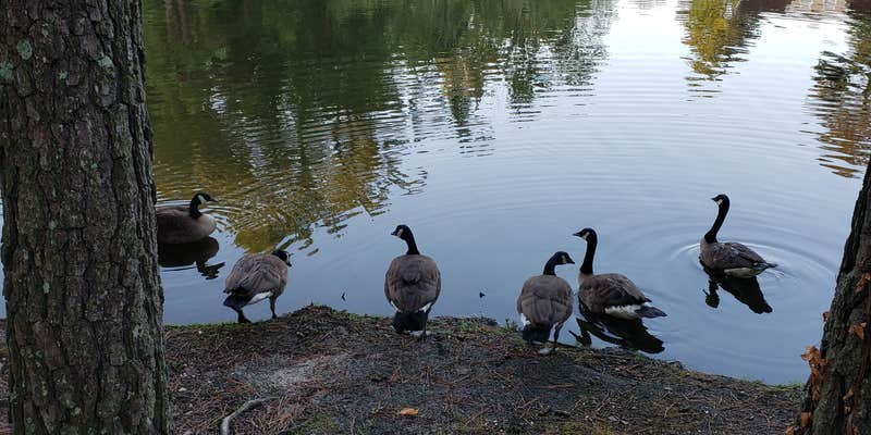 Camper submitted image from Lake Somerset Campground