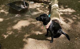 Sarah J.'s photo of camping with pets at Sunset Falls Campground near Cougar, WA