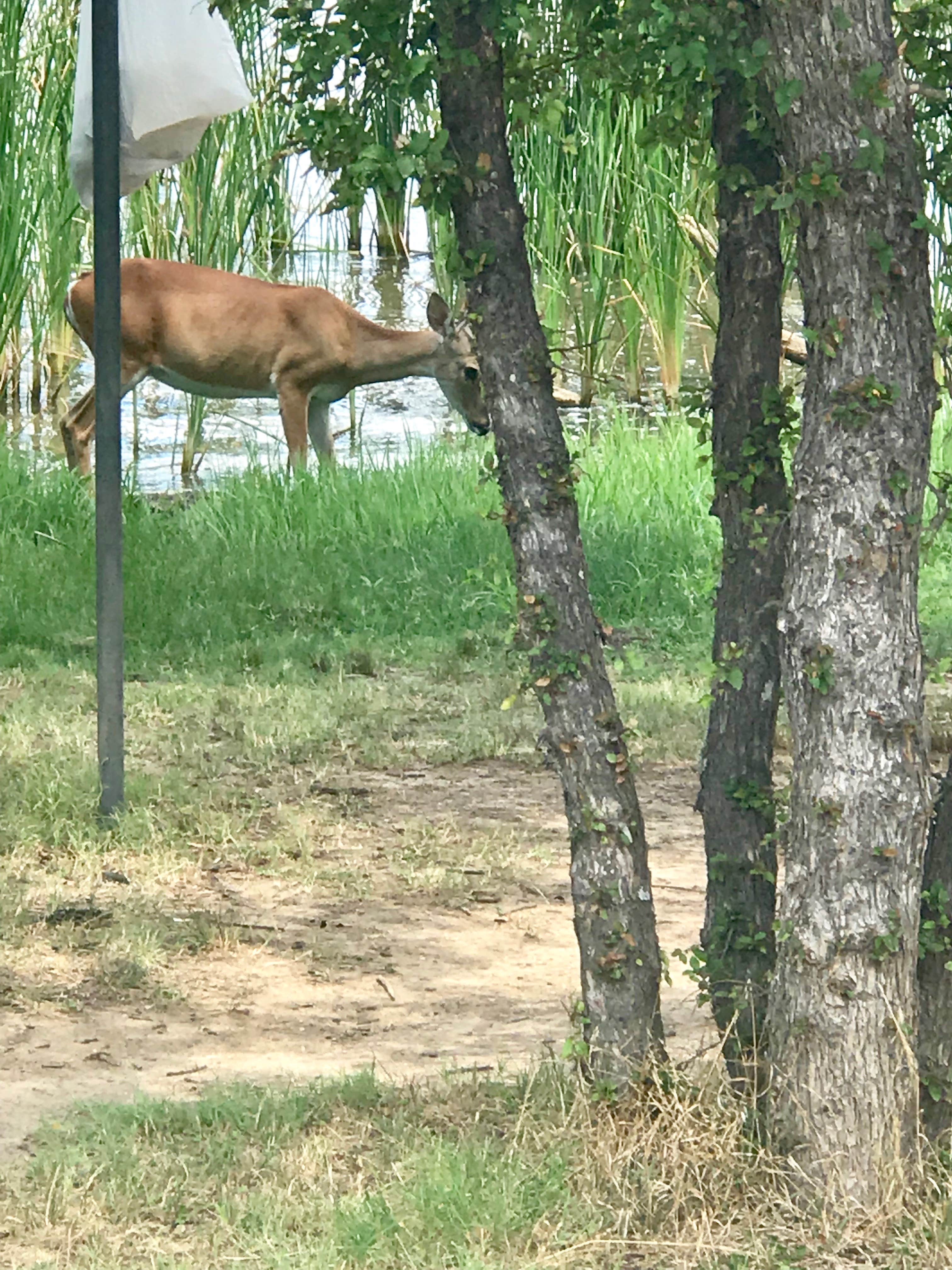 Susan L.'s photo of camping with a horse at Plateau — Lake Mineral Wells State Park near Granbury, TX