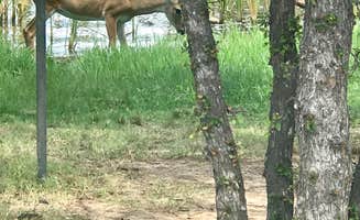 Susan L.'s photo of camping with a horse at Plateau — Lake Mineral Wells State Park near Mineral Wells, TX