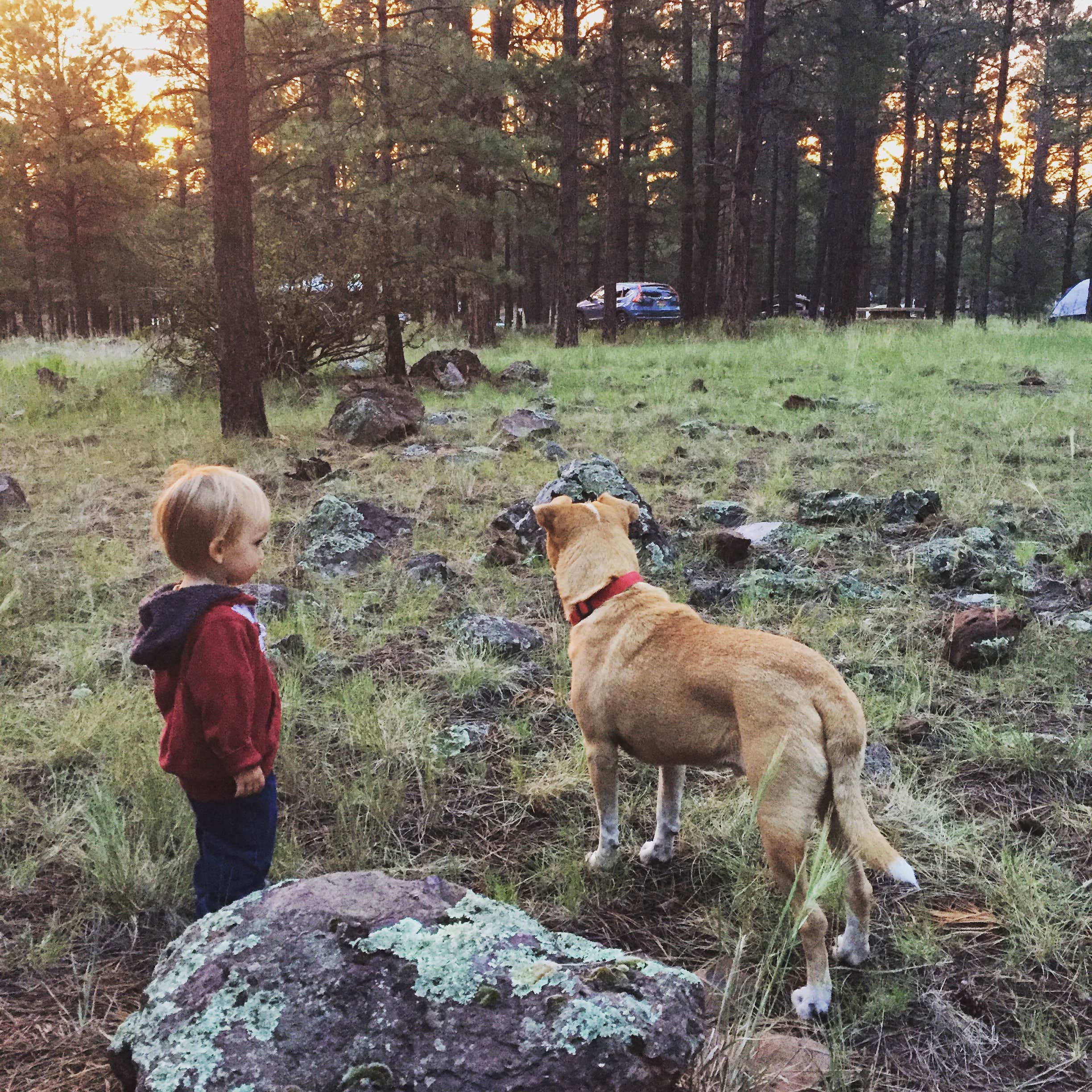 Melissa S.'s photo of camping with pets at Kaibab Lake Recreation Site Kaibab Lake Campground in Arizona