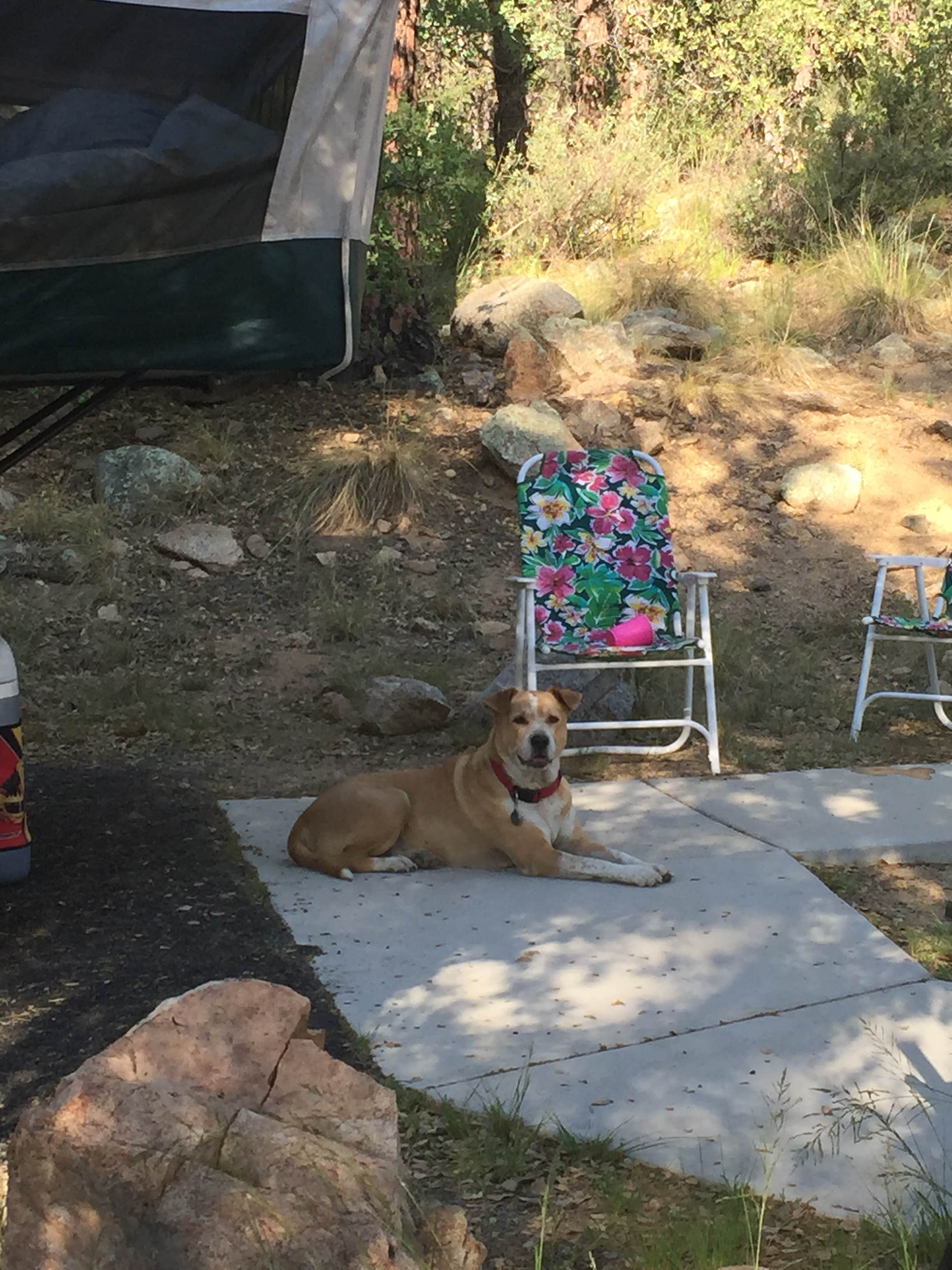 Camper-submitted photo at White Spar Campground near Mayer, AZ