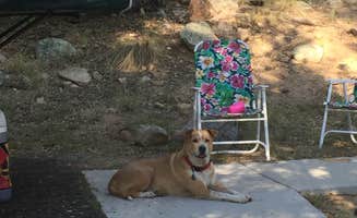 Melissa S.'s photo of camping with pets at White Spar Campground near Crown King, AZ