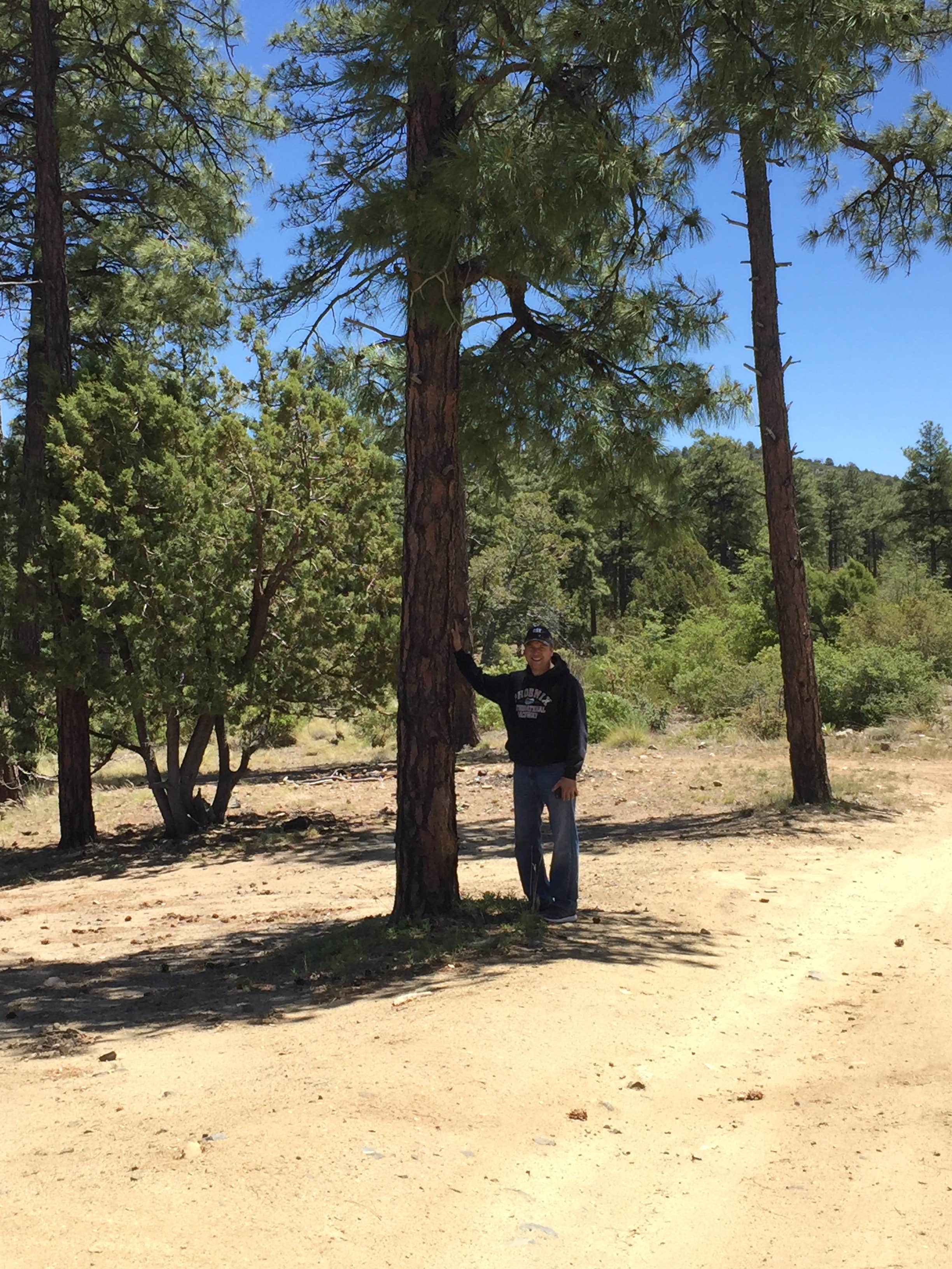 Camping near Wolf Creek Road Camp: FDR79 Trittle Mountain Road Dispersed Camping, Prescott National Forest, Arizona