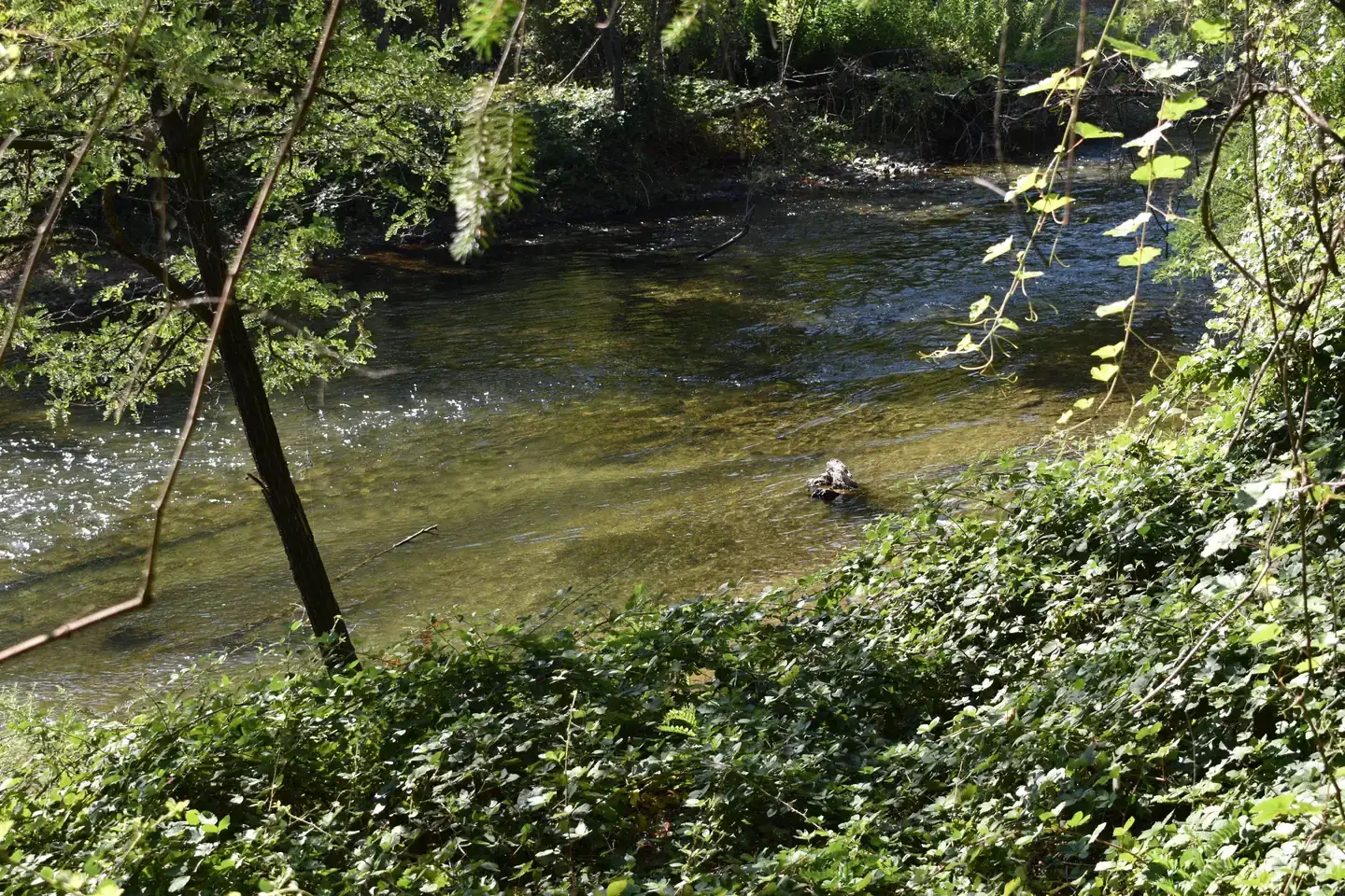 Camper-submitted photo at Peltier Bridge Primitive Campground — Whiskeytown-Shasta-Trinity National Recreation Area near French Gulch, CA