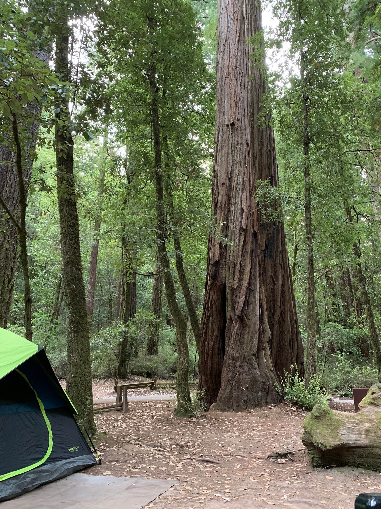 Francisco  N.'s photo at Lower Blooms Creek — Big Basin Redwoods State Park — CAMPGROUND CLOSED near Stanford, CA