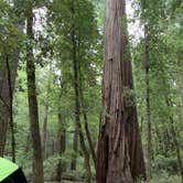 Review photo of Lower Blooms Creek — Big Basin Redwoods State Park — CAMPGROUND CLOSED by Francisco  N., August 23, 2019