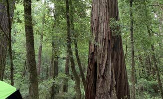 Francisco N.'s photo at Lower Blooms Creek — Big Basin Redwoods State Park — CAMPGROUND CLOSED near Menlo Park, CA