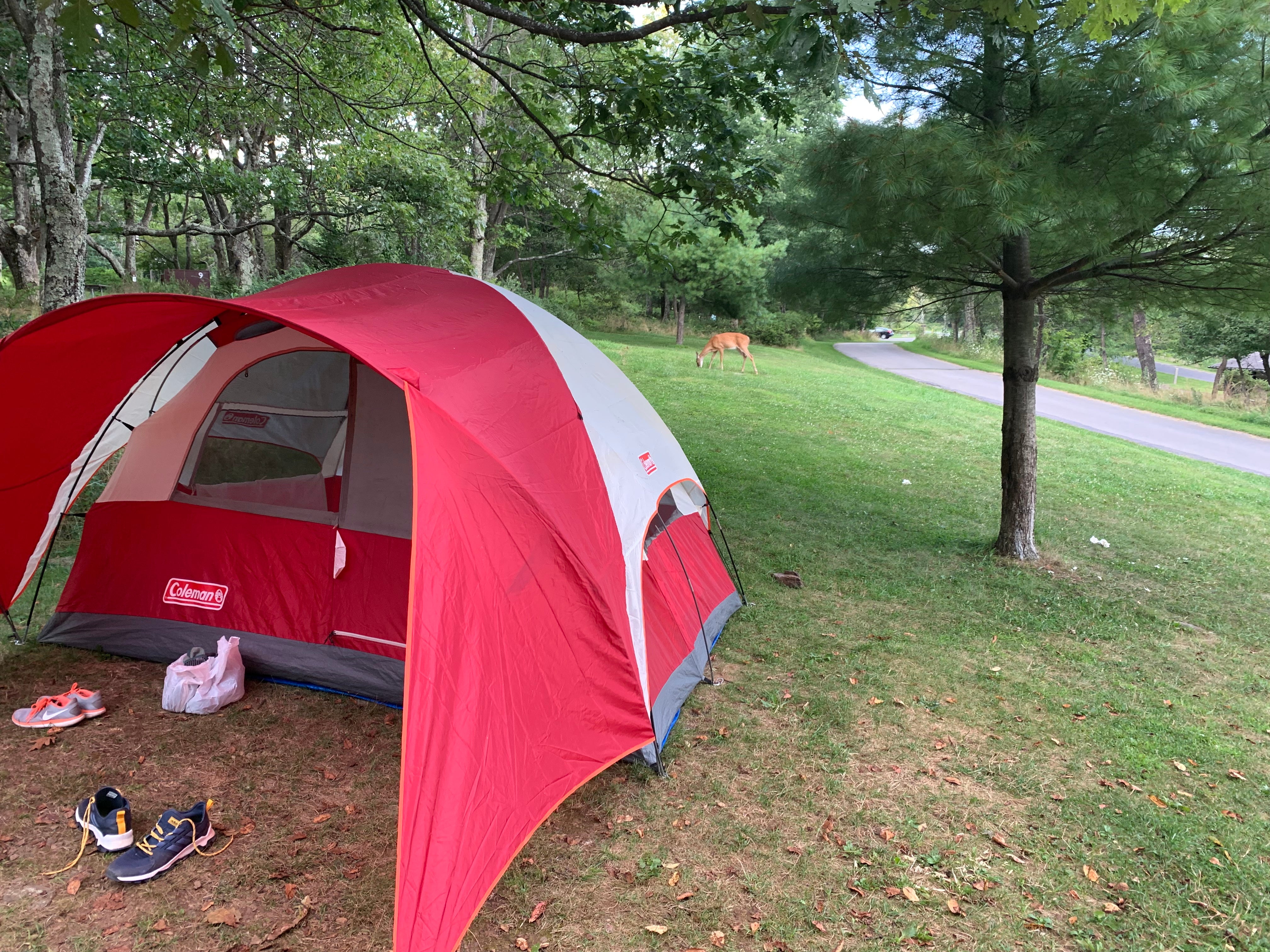 Tent had to be pitched at a slight angle (due to the site)

Also bonus deer in the background