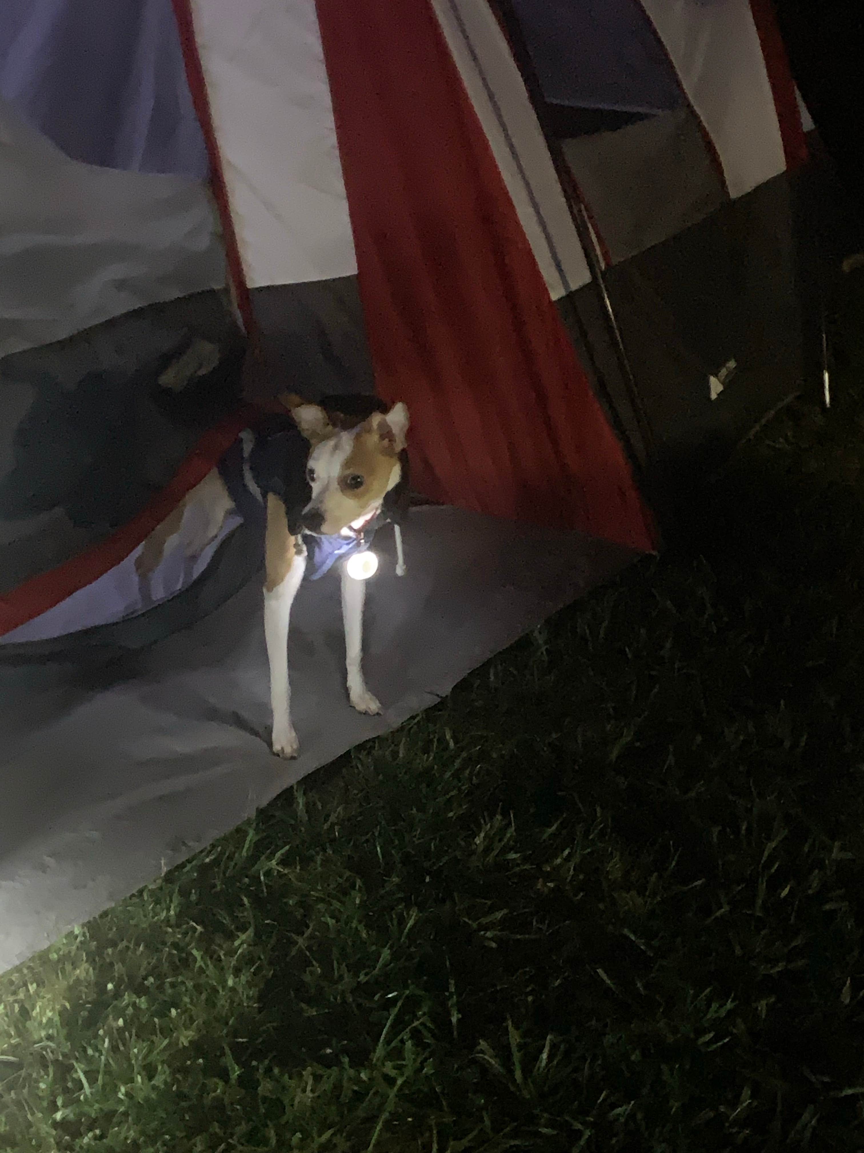 Quentin T.'s photo of camping with pets at Tolt MacDonald Park, WA near Lake Forest Park, WA