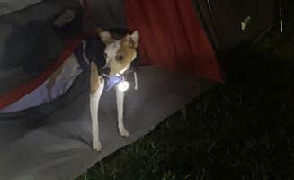 Quentin T.'s photo of camping with pets at Tolt MacDonald Park, WA near Redmond, WA