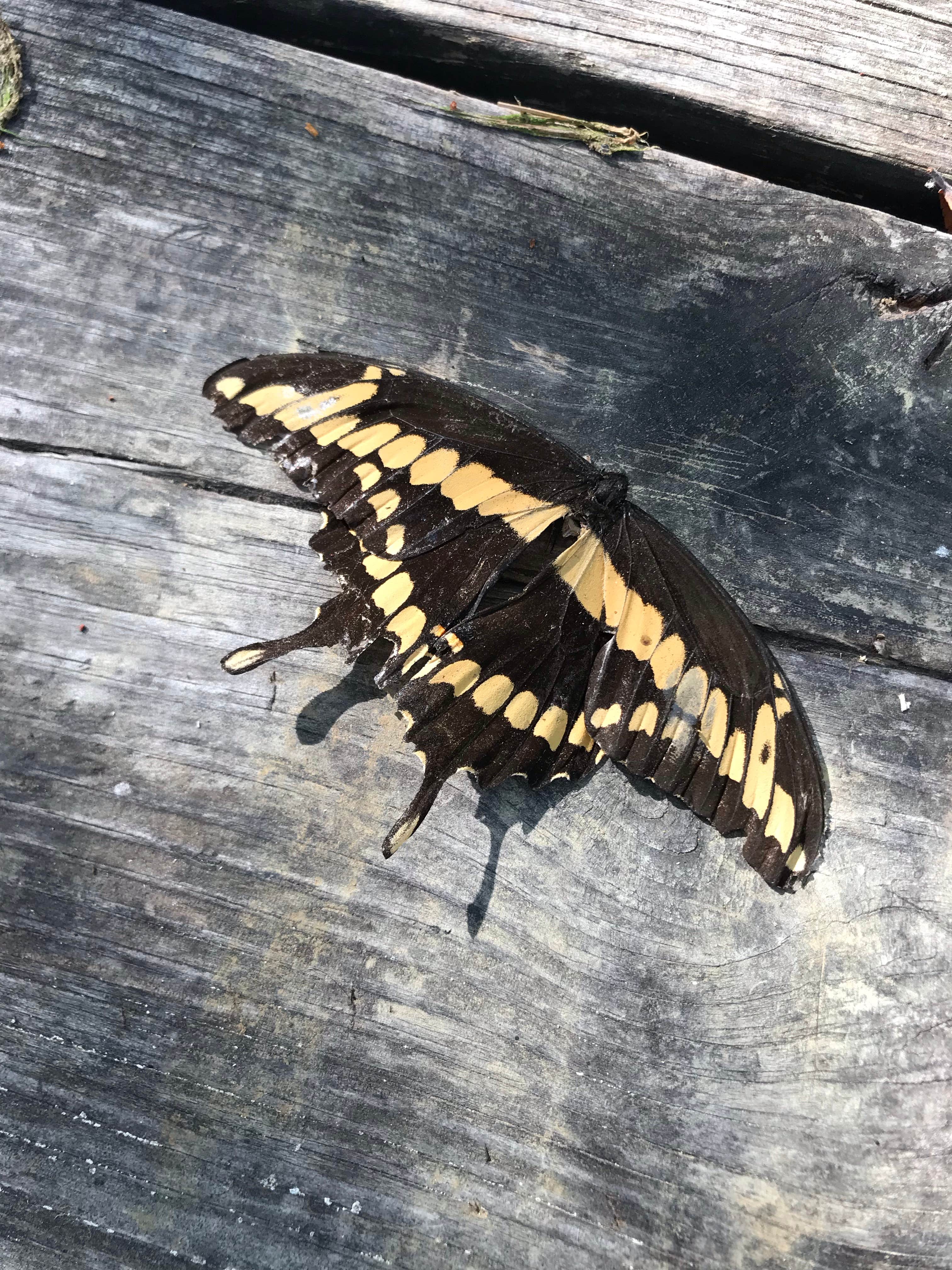 Camper-submitted photo at Oak Grove Campground — Cooper Lake State Park South Sulphur Unit near Commerce, TX