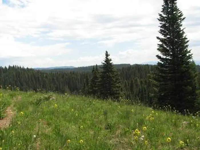 Camper submitted image from Island Lake Campground - 1