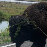Review photo of Madison Campground — Yellowstone National Park by Susan R., August 23, 2019