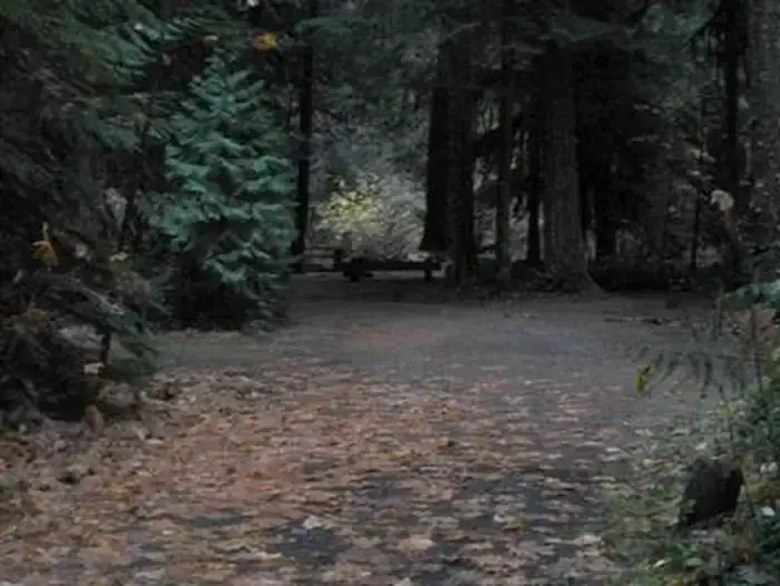 Camper-submitted photo at Limberlost Campground near Willamette National Forest