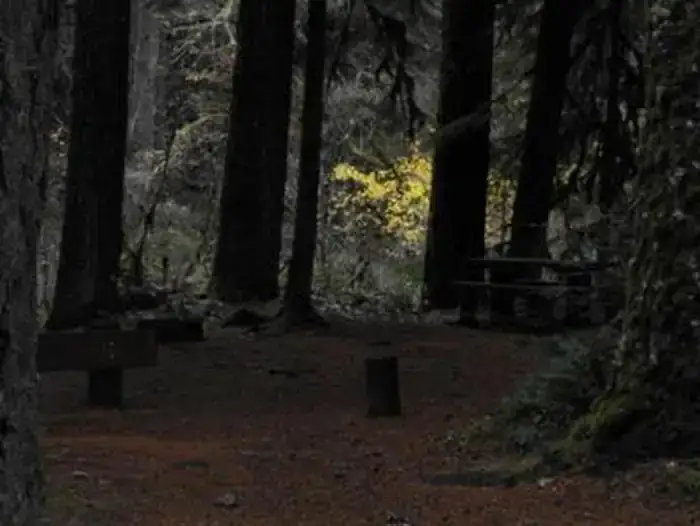 Camper-submitted photo at Limberlost Campground near Willamette National Forest